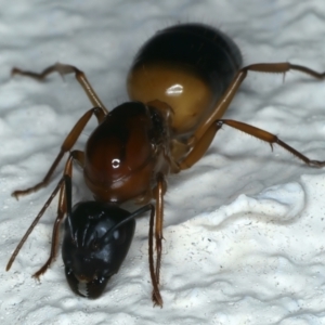 Camponotus consobrinus at Ainslie, ACT - 4 Dec 2023