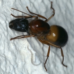 Camponotus consobrinus at Ainslie, ACT - 4 Dec 2023