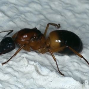 Camponotus consobrinus at Ainslie, ACT - 4 Dec 2023