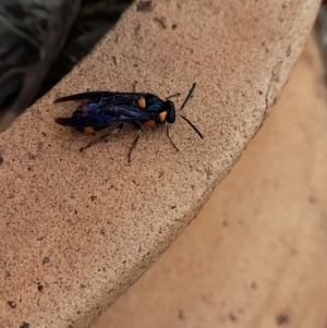 Lophyrotoma interrupta at Holt, ACT - 14 Jan 2024