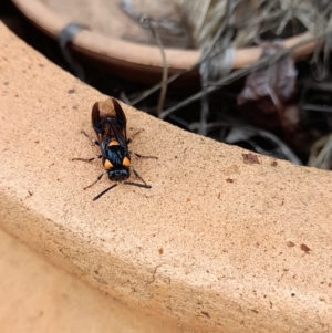 Lophyrotoma interrupta at Holt, ACT - 14 Jan 2024