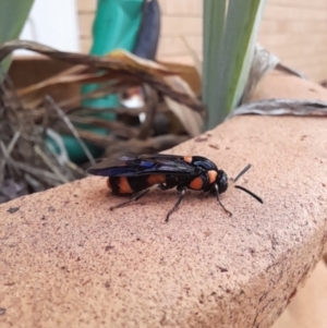 Lophyrotoma interrupta at Holt, ACT - 14 Jan 2024