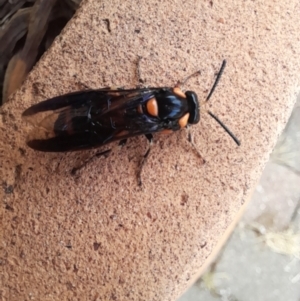 Lophyrotoma interrupta at Holt, ACT - 14 Jan 2024