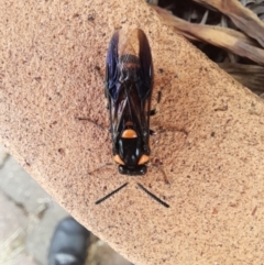 Lophyrotoma interrupta at Holt, ACT - 14 Jan 2024