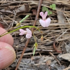 Grona varians (Slender Tick-Trefoil) at Hawker, ACT - 14 Jan 2024 by sangio7