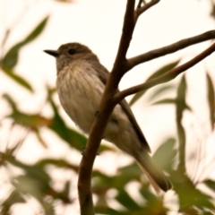 Pachycephala rufiventris (Rufous Whistler) at The Pinnacle - 14 Jan 2024 by Thurstan