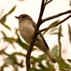 Pachycephala rufiventris (Rufous Whistler) at The Pinnacle - 13 Jan 2024 by Thurstan