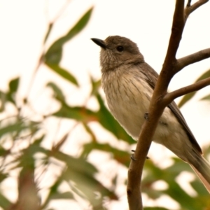 Pachycephala rufiventris at The Pinnacle - 14 Jan 2024 10:45 AM