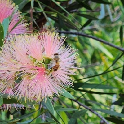 Apis mellifera (European honey bee) at Mount Ainslie to Black Mountain - 10 Jan 2024 by sascha