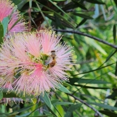 Apis mellifera (European honey bee) at Commonwealth Park (CWP) - 10 Jan 2024 by sascha