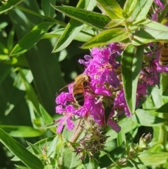 Apis mellifera at Commonwealth Park (CWP) - 10 Jan 2024