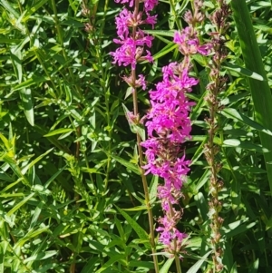 Apis mellifera at Commonwealth Park (CWP) - 10 Jan 2024