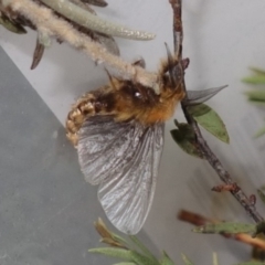 Lomera (genus) at Vincentia, NSW - suppressed