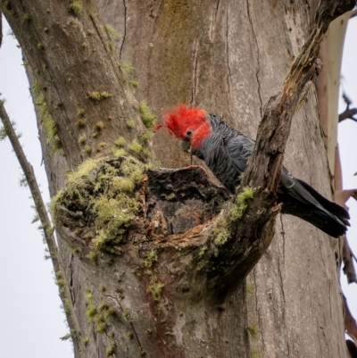 Callocephalon fimbriatum (Gang-gang Cockatoo) at Lower Cotter Catchment - 13 Jan 2024 by trevsci