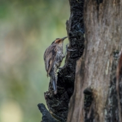Climacteris erythrops (Red-browed Treecreeper) at Uriarra Village, ACT - 13 Jan 2024 by trevsci