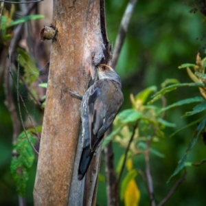 Climacteris erythrops at Lower Cotter Catchment - 14 Jan 2024