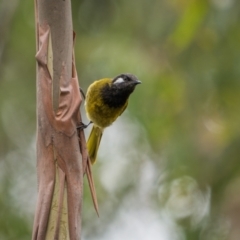 Nesoptilotis leucotis (White-eared Honeyeater) at Lower Cotter Catchment - 13 Jan 2024 by trevsci