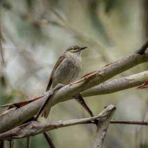 Caligavis chrysops at Lower Cotter Catchment - 14 Jan 2024