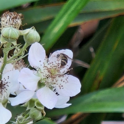 Lasioglossum (Chilalictus) sp. (genus & subgenus) (Halictid bee) at Parkes, ACT - 10 Jan 2024 by sascha