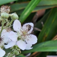 Lasioglossum (Chilalictus) sp. (genus & subgenus) (Halictid bee) at Parkes, ACT - 10 Jan 2024 by sascha