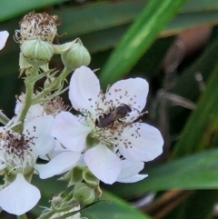 Lasioglossum (Chilalictus) sp. (genus & subgenus) at Commonwealth Park (CWP) - 10 Jan 2024