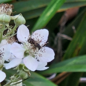 Lasioglossum (Chilalictus) sp. (genus & subgenus) at Commonwealth Park (CWP) - 10 Jan 2024