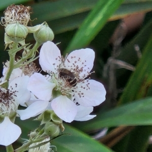 Lasioglossum (Chilalictus) sp. (genus & subgenus) at Commonwealth Park (CWP) - 10 Jan 2024