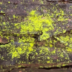 Chrysothrix sp. (genus) (A gold dust lichen) at Pialligo, ACT - 13 Jan 2024 by Hejor1