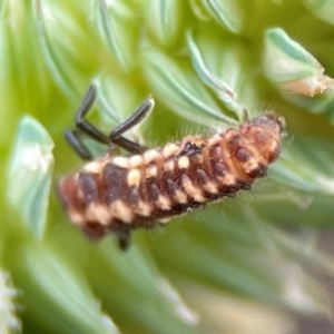 Coccinellidae (family) at Pialligo, ACT - 14 Jan 2024