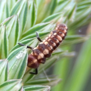 Coccinellidae (family) at Pialligo, ACT - 14 Jan 2024