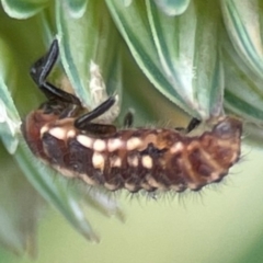 Coccinellidae (family) at Pialligo, ACT - 14 Jan 2024