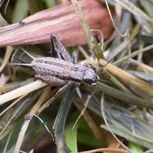 Bobilla aff. victoriae at Pialligo, ACT - 14 Jan 2024 10:08 AM