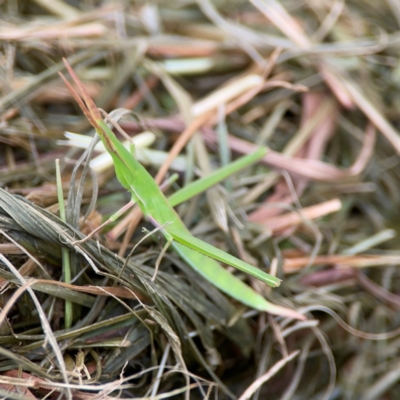 Acrida conica (Giant green slantface) at Pialligo, ACT - 14 Jan 2024 by Hejor1