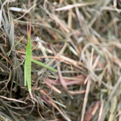 Acrida conica at Pialligo, ACT - 14 Jan 2024 10:08 AM