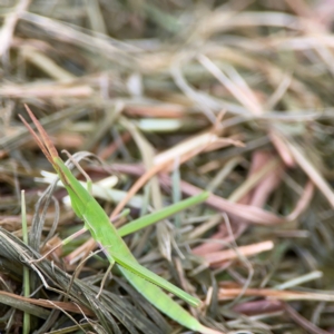 Acrida conica at Pialligo, ACT - 14 Jan 2024 10:08 AM