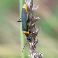 Chauliognathus lugubris (Plague Soldier Beetle) at Pialligo, ACT - 14 Jan 2024 by Hejor1