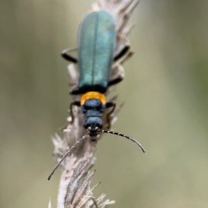 Chauliognathus lugubris at Pialligo, ACT - 14 Jan 2024