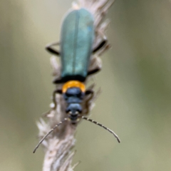 Chauliognathus lugubris at Pialligo, ACT - 14 Jan 2024 10:10 AM