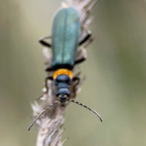 Chauliognathus lugubris at Pialligo, ACT - 14 Jan 2024