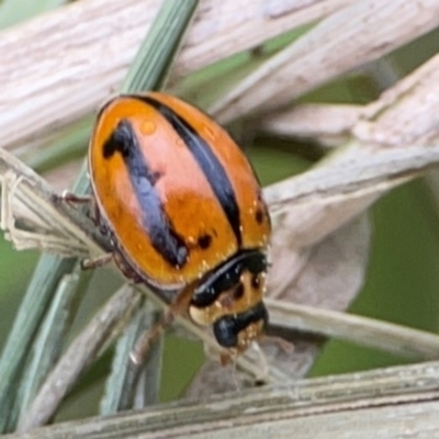 Micraspis frenata (Striped Ladybird) at Pialligo, ACT - 14 Jan 2024 by Hejor1