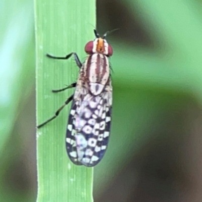 Sapromyza mallochiana (A lauxaniid fly) at Pialligo, ACT - 14 Jan 2024 by Hejor1