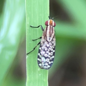 Sapromyza mallochiana at Pialligo, ACT - 14 Jan 2024