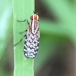 Sapromyza mallochiana at Pialligo, ACT - 14 Jan 2024