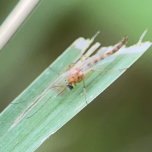 Chironomidae (family) at Pialligo, ACT - 14 Jan 2024