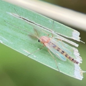 Chironomidae (family) at Pialligo, ACT - 14 Jan 2024