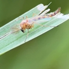 Chironomidae (family) at Pialligo, ACT - 14 Jan 2024