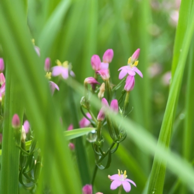 Centaurium sp. (Centaury) at Pialligo, ACT - 13 Jan 2024 by Hejor1