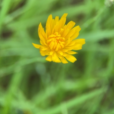 Hypochaeris radicata (Cat's Ear, Flatweed) at Pialligo, ACT - 14 Jan 2024 by Hejor1