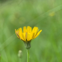 Hypochaeris radicata at Pialligo, ACT - 14 Jan 2024