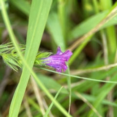 Echium plantagineum (Paterson's Curse) at Pialligo, ACT - 14 Jan 2024 by Hejor1